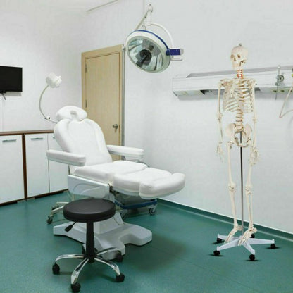 Medical School Human Anatomy Class Life-size Skeleton Model