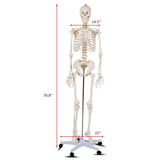 Medical School Human Anatomy Class Life-size Skeleton Model