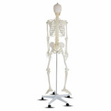 Medical School Human Anatomy Class Life-size Skeleton Model