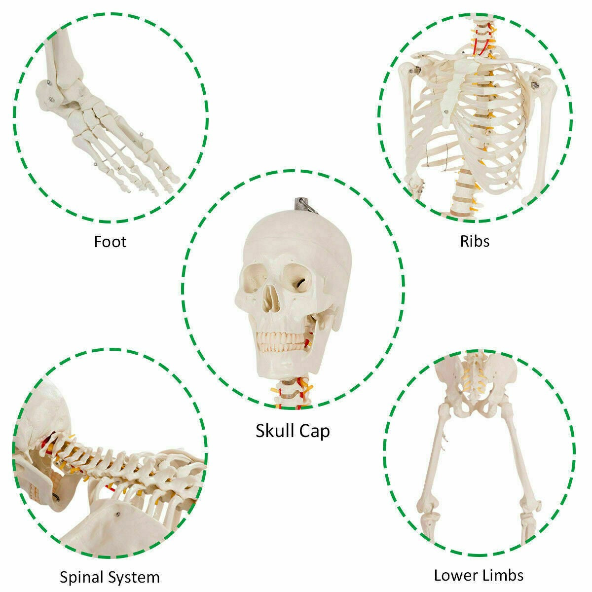 Medical School Human Anatomy Class Life-size Skeleton Model