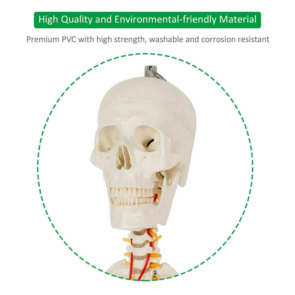 Medical School Human Anatomy Class Life-size Skeleton Model